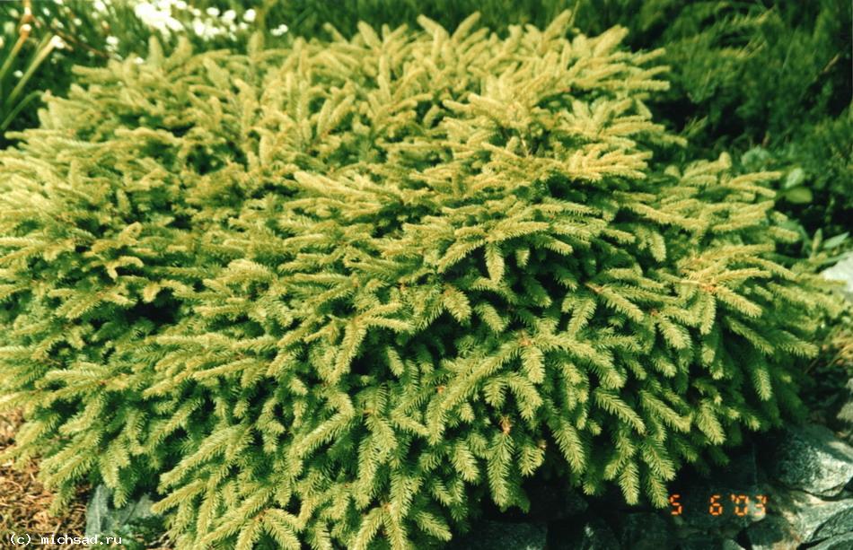 Ель обыкновенная «Нидиформис» - Picea abies «Nidiformis»