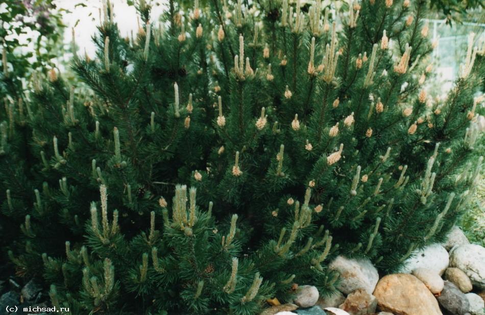 Сосна горная - Pinus mugo 
