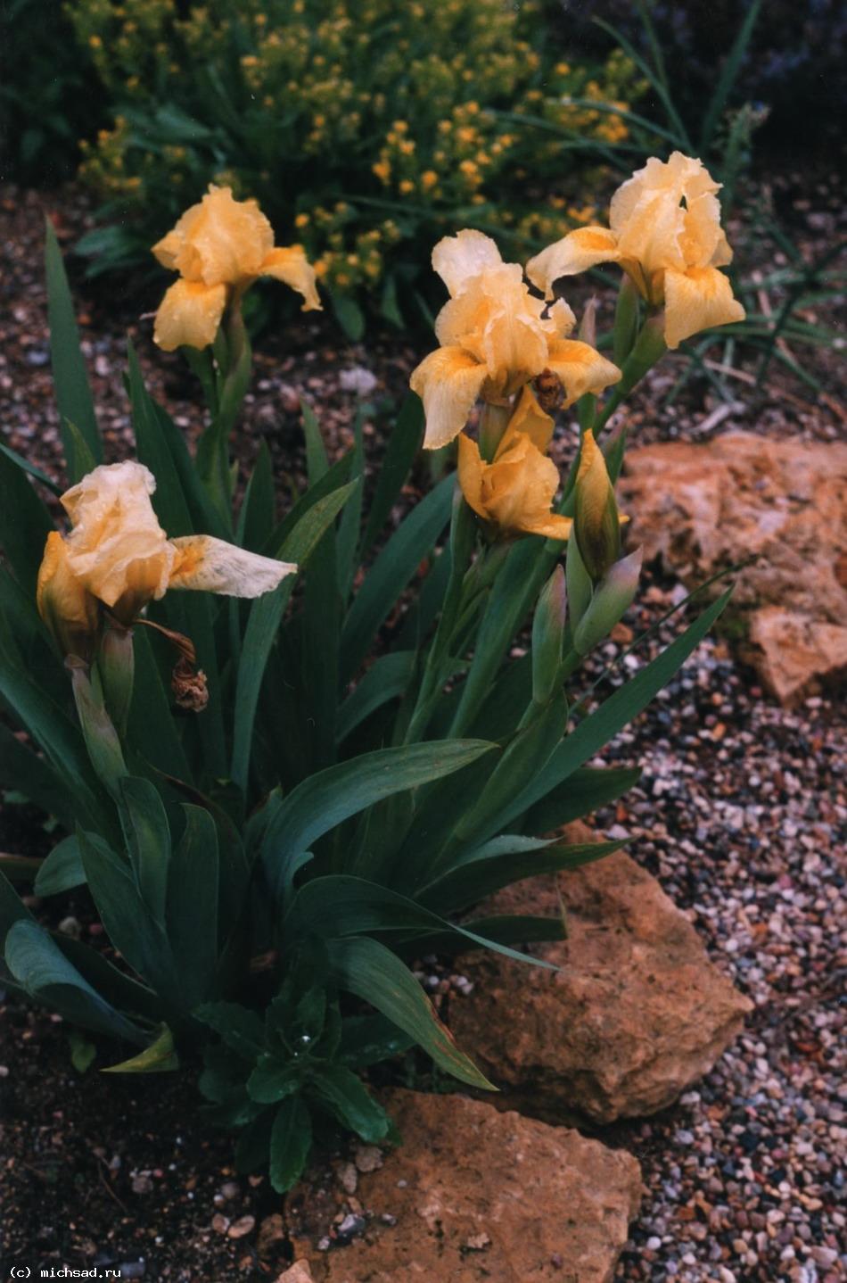 Ирис карликовый (Iris pumila) 