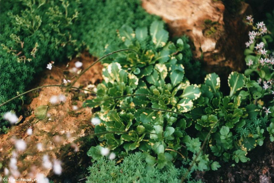 Камнеломка жестковолосистая — Saxifraga hirsuta  