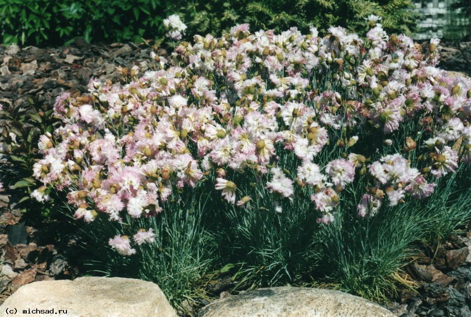 Гвоздика (Dianthus) 