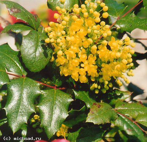 Магония падуболистная - Mahonia aguifolium