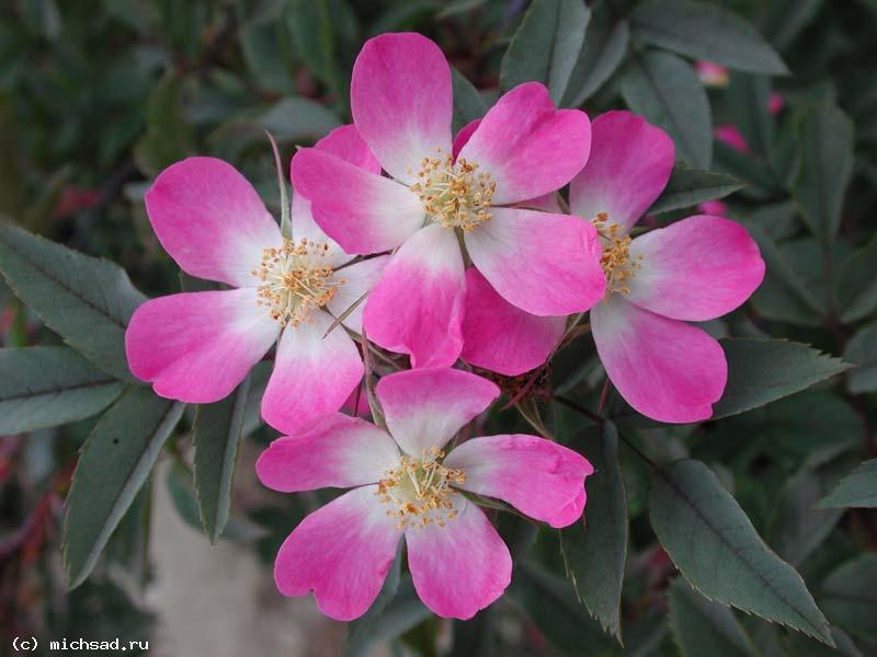 Роза (шиповник) сизая, или краснолистная - Rosa glauca 