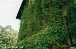 Вертикальное озеленение дома