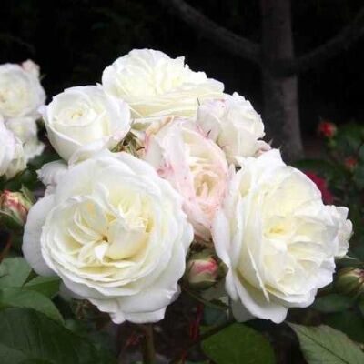 Алабастер  (Alabaster)